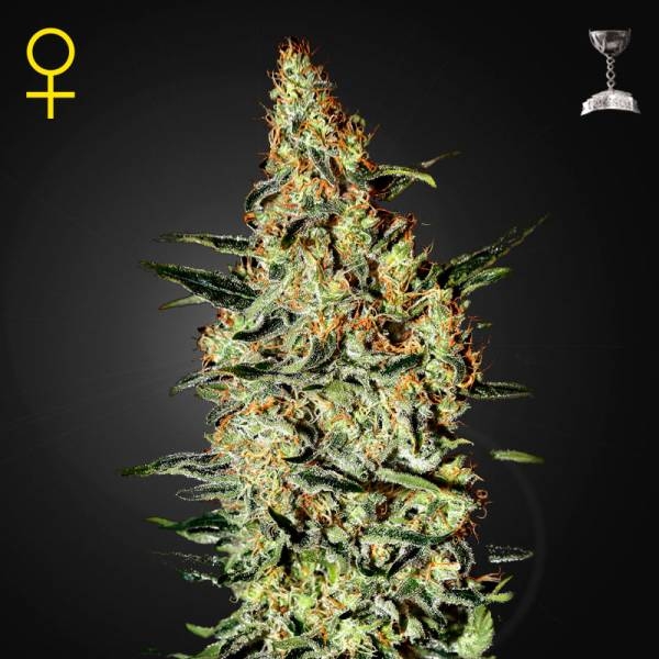 Neville's Haze (Greenhouse Seeds) Feminiserede