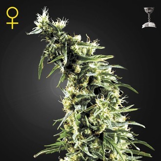 Hawaiian Snow (Greenhouse Seeds) Feminiserede