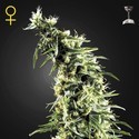 Hawaiian Snow (Greenhouse Seeds) Feminiserede