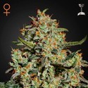 Big Bang (Greenhouse Seeds) Feminiserede