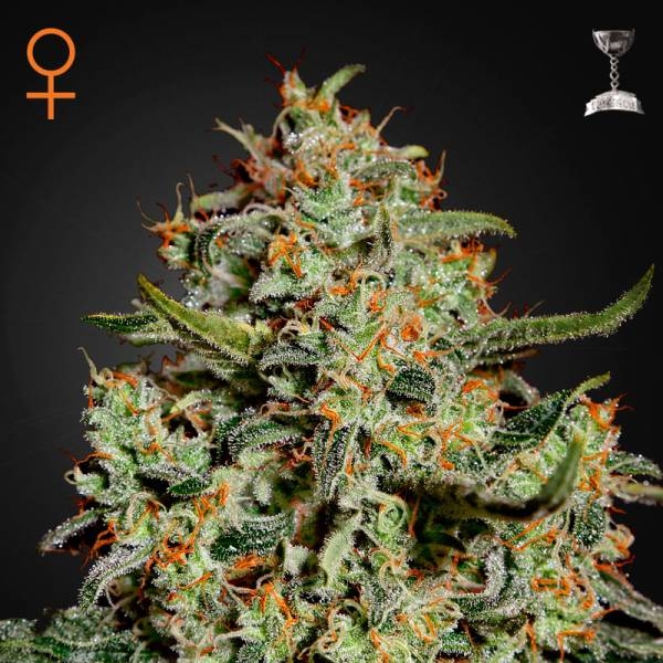 Big Bang (Greenhouse Seeds) Feminiserede