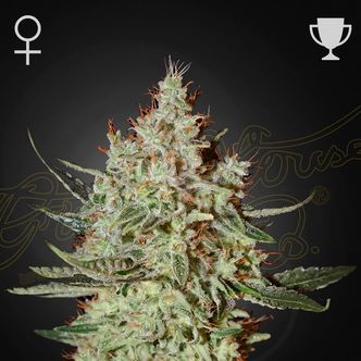 Cheese (Greenhouse Seeds) feminiserede