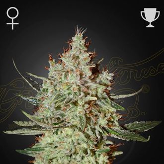 GH Cheese (Greenhouse Seeds) Feminiserede