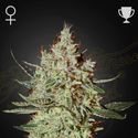 GH Cheese (Greenhouse Seeds) Feminiserede