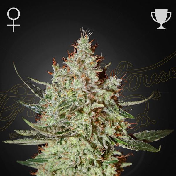GH Cheese (Greenhouse Seeds) Feminiserede