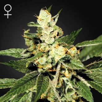 Train Wreck (Greenhouse Seeds) Feminiserede