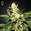 Train Wreck (Greenhouse Seeds) Feminiserede