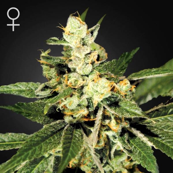 Train Wreck (Greenhouse Seeds) Feminiserede