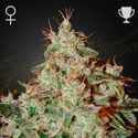 Lemon Skunk (Greenhouse Seeds) Feminiserede