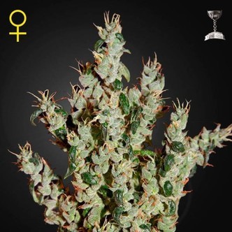 NL5 Haze Mist (Greenhouse Seeds) feminiserede cannabisfr&oslash;