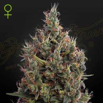 Big Bang Autoflowering (Greenhouse Seeds) feminiserede