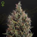Big Bang Autoflowering (Greenhouse Seeds) Feminiserede