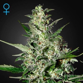 Super Critical Autoflowering (Greenhouse Seeds) feminiserede