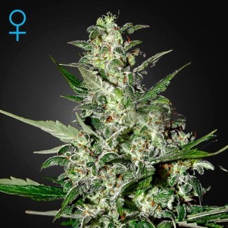 Super Critical Autoflowering (Greenhouse Seeds) Feminiserede