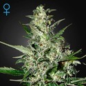 Super Critical Autoflowering (Greenhouse Seeds) Feminiserede