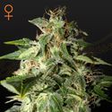 Afgooey (Strain Hunters) Feminiserede