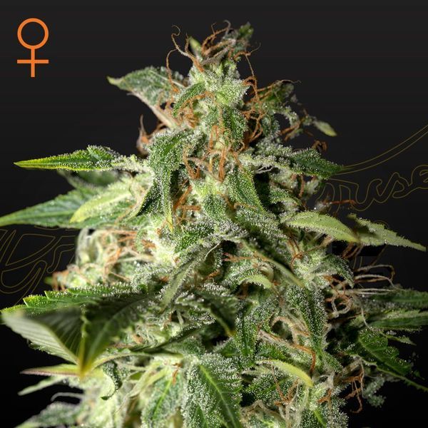 Afgooey (Strain Hunters) Feminiserede
