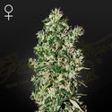 Big Tooth (Strain Hunters) Feminiserede