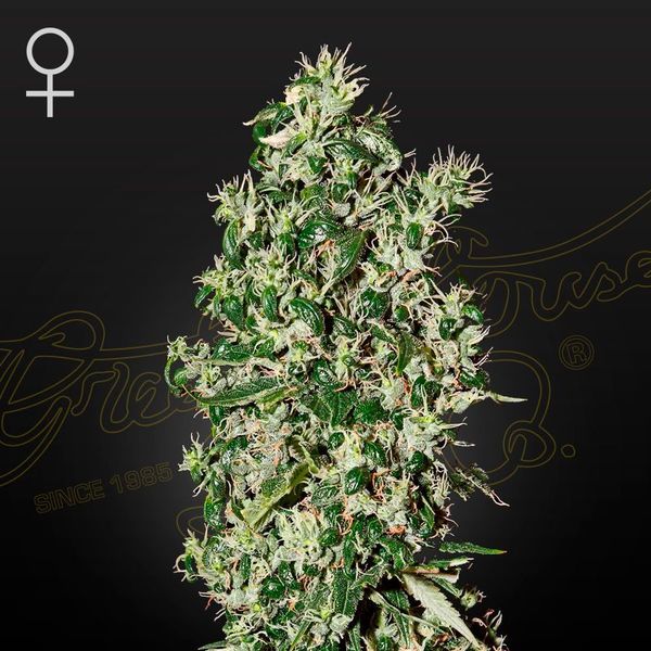 Big Tooth (Strain Hunters) Feminiserede