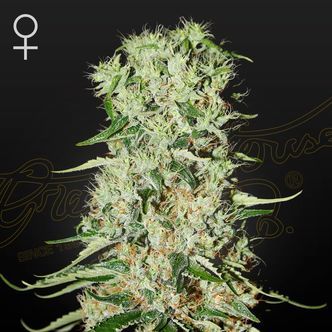 Damnesia (Strain Hunters) feminiserede cannabisfr&oslash;