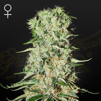 Damnesia (Strain Hunters) Feminiserede