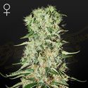 Damnesia (Strain Hunters) Feminiserede