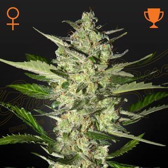 Flowerbomb Kush (Strain Hunters) feminiserede cannabisfr&oslash;