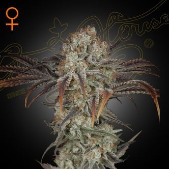 Money Maker (Strain Hunters) feminiserede cannabisfr&oslash;