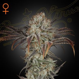 Money Maker (Strain Hunters) Feminiserede