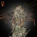 Money Maker (Strain Hunters) Feminiserede