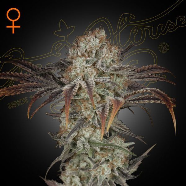 Money Maker (Strain Hunters) Feminiserede