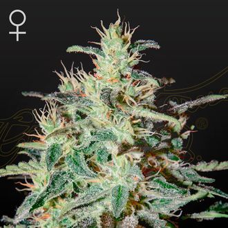 White Lemon (Strain Hunters) Feminiserede