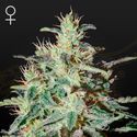 White Lemon (Strain Hunters) Feminiserede