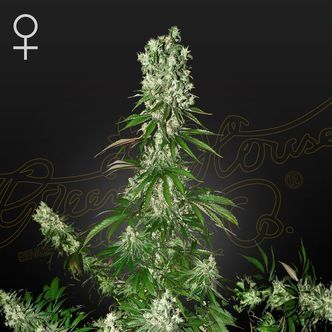 White Strawberry Skunk (Strain Hunters) feminiserede cannabisfr&oslash;