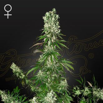 White Strawberry Skunk (Strain Hunters) Feminiserede