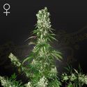 White Strawberry Skunk (Strain Hunters) Feminiserede