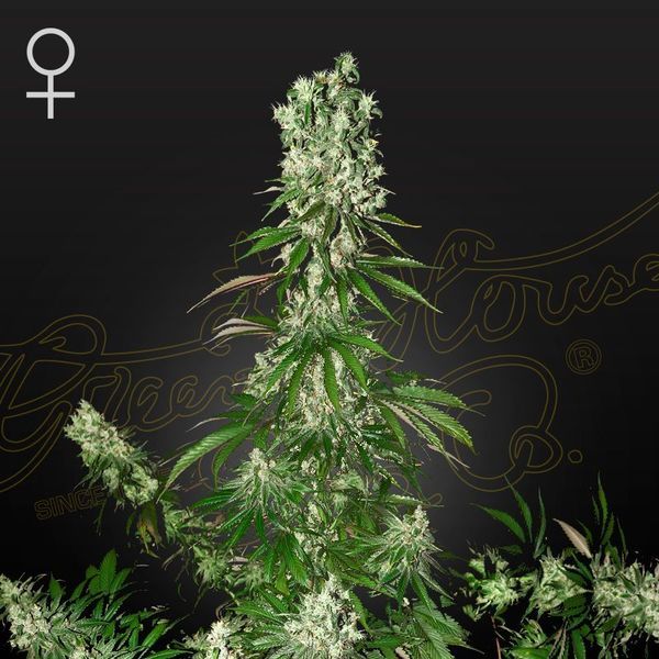 White Strawberry Skunk (Strain Hunters) Feminiserede