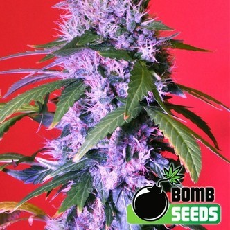 Berry Bomb Auto (Bomb Seeds) feminiserede