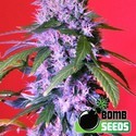 Berry Bomb Auto (Bomb Seeds) Feminiserede