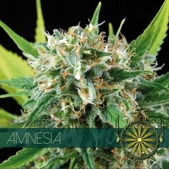 Amnesia (Vision Seeds) feminiserede