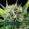 Amnesia (Vision Seeds) Feminiserede