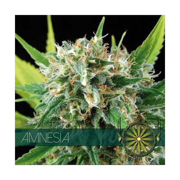 Amnesia (Vision Seeds) Feminiserede
