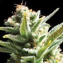 Amnesia (Vision Seeds) Feminiserede