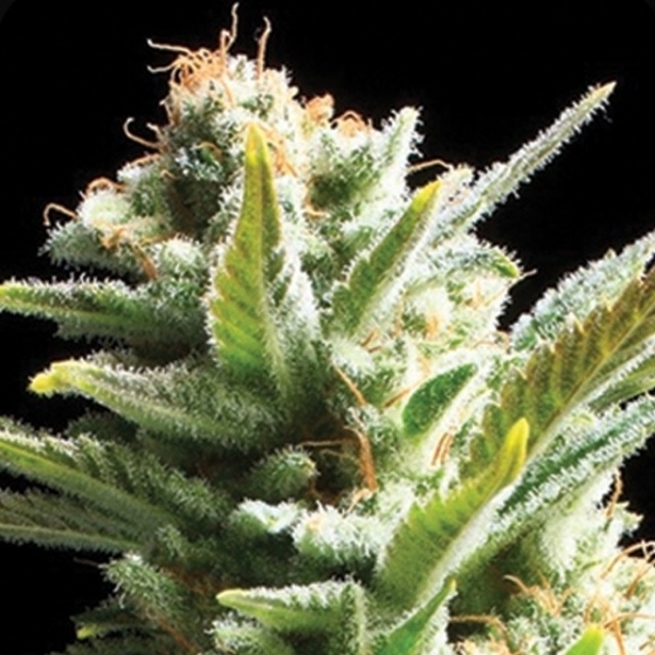 Amnesia (Vision Seeds) Feminiserede