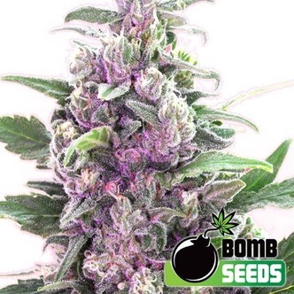 THC Bomb Auto (Bomb Seeds) feminiserede