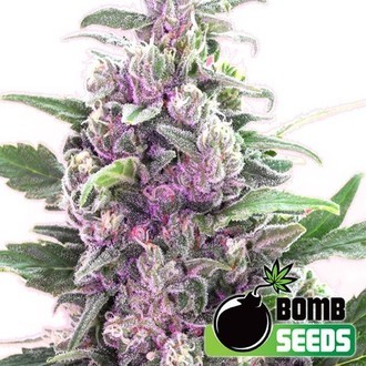 THC Bomb Auto (Bomb Seeds) Feminiserede