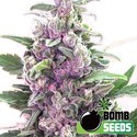 THC Bomb Auto (Bomb Seeds) Feminiserede