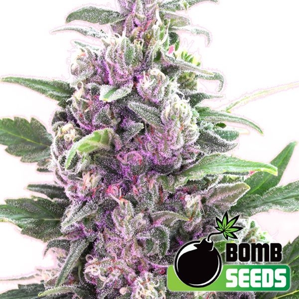 THC Bomb Auto (Bomb Seeds) Feminiserede