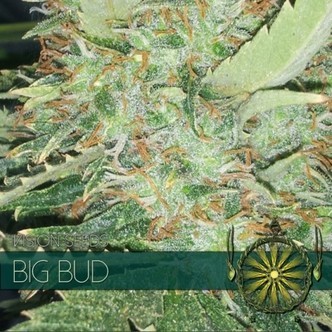 Big Bud (Vision Seeds) feminiserede cannabisfr&oslash;