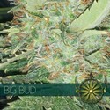 Big Bud (Vision Seeds) Feminiserede